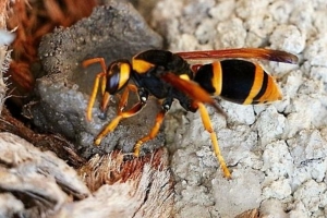 Why Wasp Removal in Ringwood Should Be a Priority This Summer