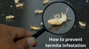 How to prevent termite infestation