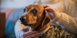 Nutrition Tips: Choosing the Right Diet for Your Pet