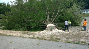 6 Benefits Of Lot Clearing And Tree Removal Service