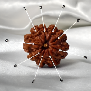 The Power and Benefits of 9 Mukhi Rudraksha