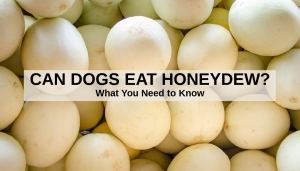 Can Dogs Eat Honeydew? 