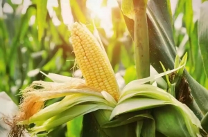 Buy F1 Sweet Corn Seeds for High Yield & Superior Taste