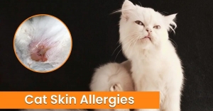 Cat Skin Allergies: Causes, Symptoms, and Treatment