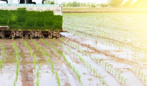Innovations in Rice Planting Machinery: The Future of the Rice Transplanter Market (2025-2032)