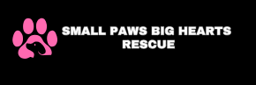 Find Your Perfect Pomeranian at Small Paws Big Hearts Rescue in Philadelphia, PA
