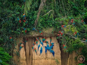 Discovering ConchunNaranjillo: A Hidden Paradise in Peru’s Amazon