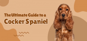 The Ultimate Guidence to a Cocker Spaniel						