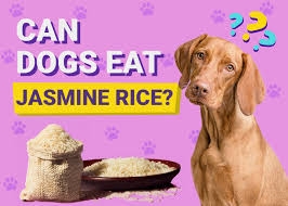 Is Jasmine Rice Good for Dogs? 