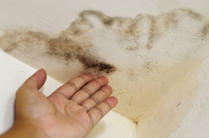 Mold Growth After a Water Leak