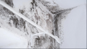 DIY vs. Professional Attic Mold Removal: Which One Should You Choose?