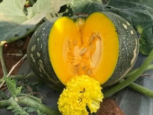 Hybrid Pumpkin Seeds | Iris Seeds - A Complete Guide