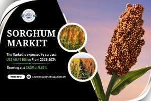 Sorghum Market Share, Size, Trends Analysis, Growth Drivers, Demand, Forecast 2034: SPER Market Research