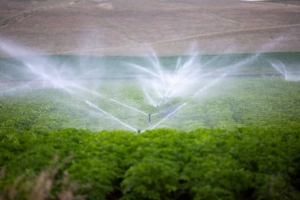Global Agricultural Spray Surfactants Market Size and Share Analysis (2025-2034)