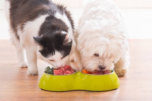 Is It Bad for Dogs to Eat Cat Food? 