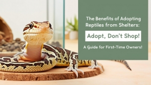 The Benefits of Adopting Reptiles from Shelters: A Guide for First-Time Owners