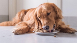 Russia Pet Food Ingredients Market: Dominant Region and Key Market Dynamics