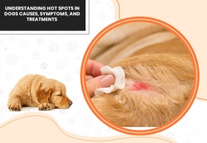 Understanding Hot Spots in Dogs: Causes, Symptoms, and Treatments