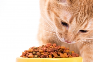 How the Norwegian Pet Food Ingredients Market is Shaping the Dominant Nordic Region