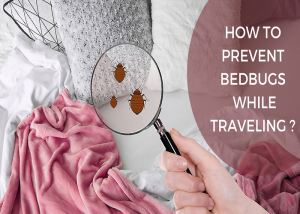 How to Prevent Bed Bugs While Traveling ?