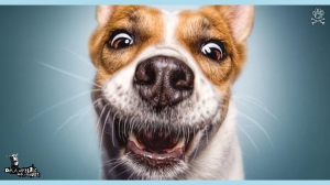 Dogs Making Funny Faces