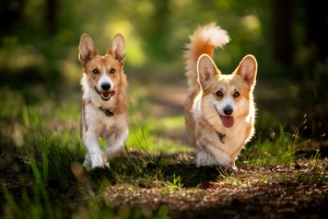 Top 10 Dogs With Short Legs 