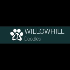 Doodles Willow Hill