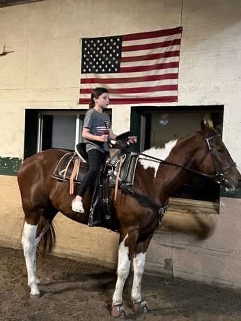 chicago horsesforsale