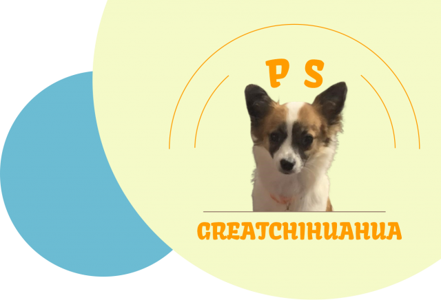 chihuahua Ps great 