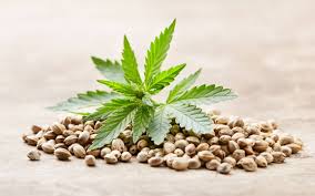 Seeds Hypno