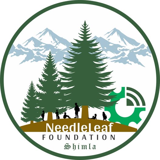 Foundation Needleleaf