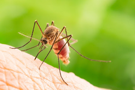 of Charlotte Mosquito Control 