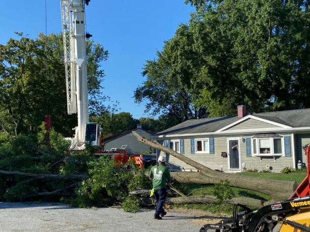 Tree, LLC Daniel's Lawn and 