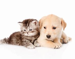 gomtinagar petstore