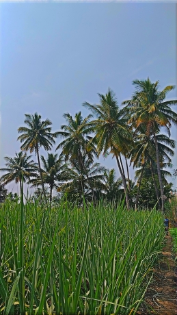 khot sanket