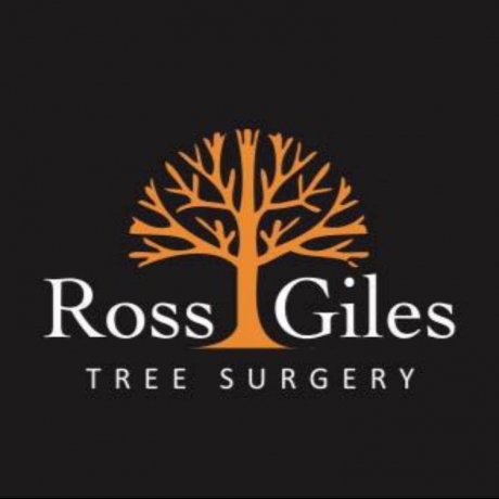 Surgery Ross Giles Tree