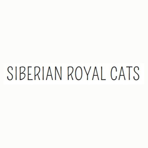 Cats Siberian Royal 