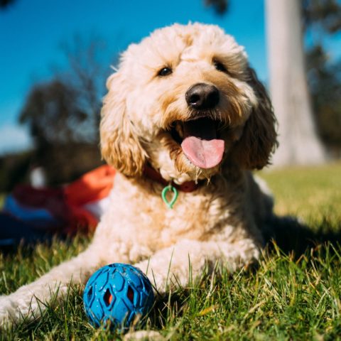 Training Specialty Dog