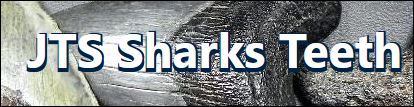 & Fossil Inc Jts Sharks Teeth
