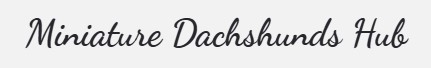 Hub Miniature Dachshunds 