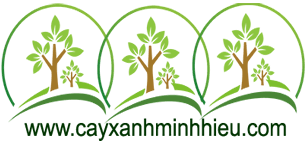 Minh Hiếu Cây Xanh
