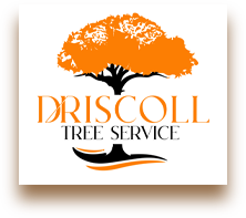 Service Driscoll Tree