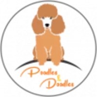 poodle standard 