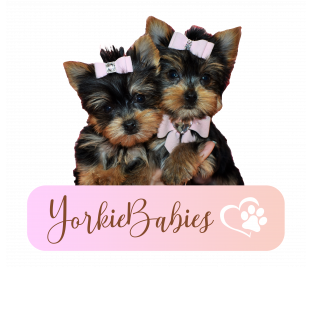 Babies Yorkie