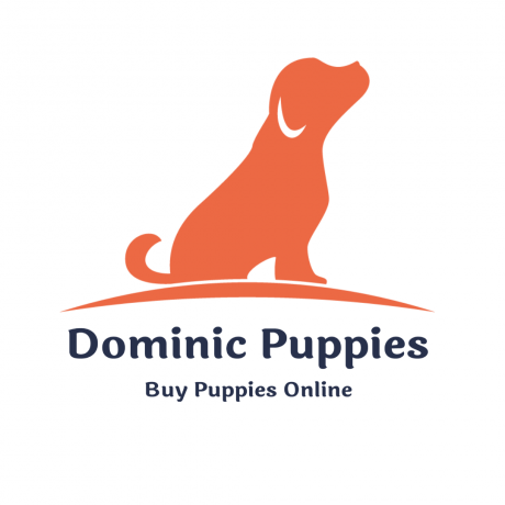 Puppies Dominic