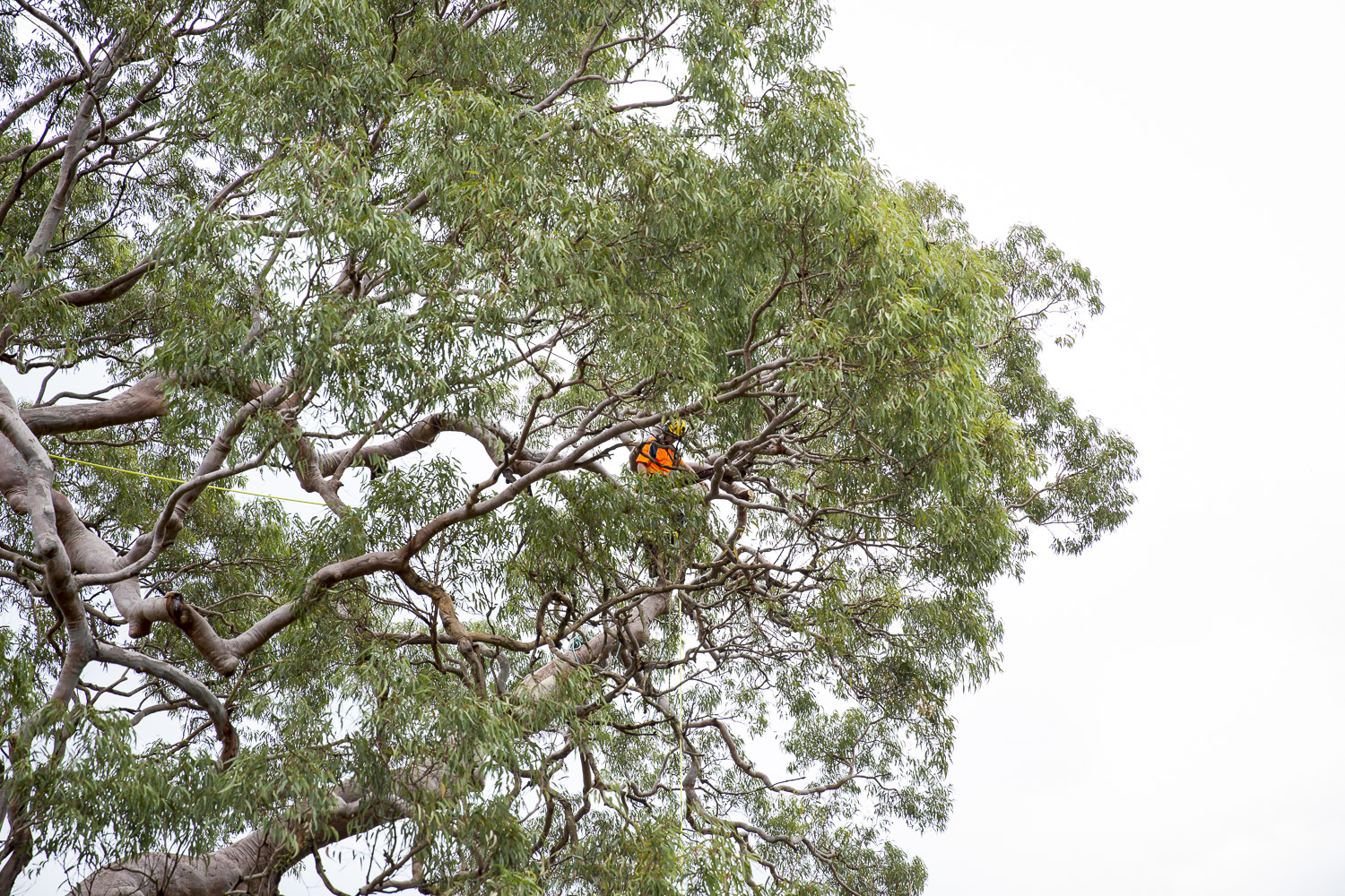 Tree Services Pro Climbing