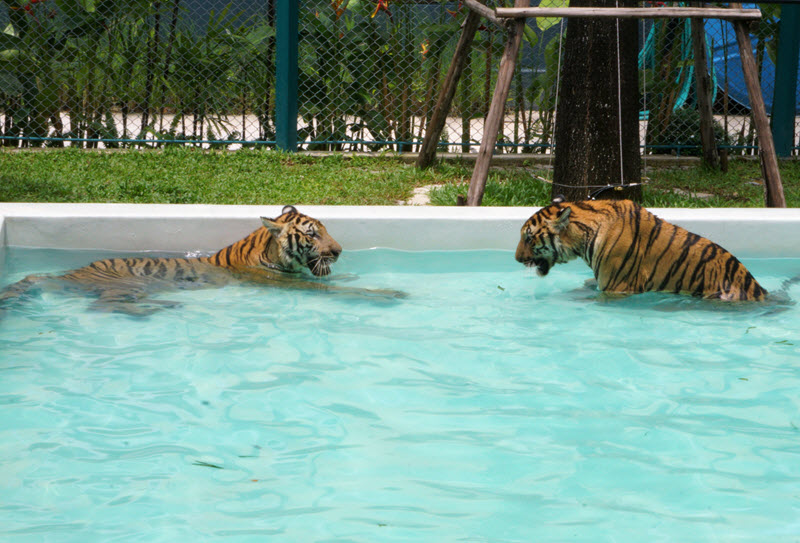 Pattaya Tiger Park