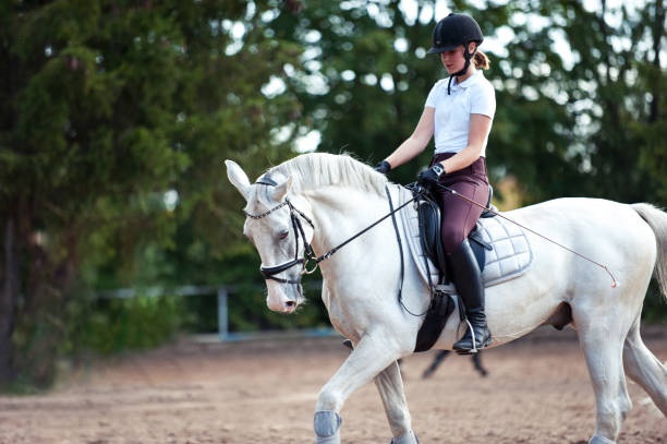 chicago horsesforsale