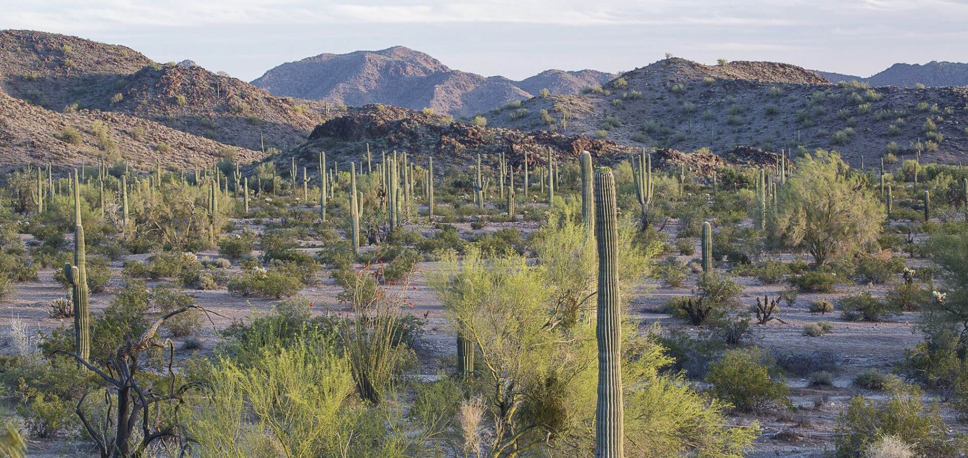 Pima Behavioral Health