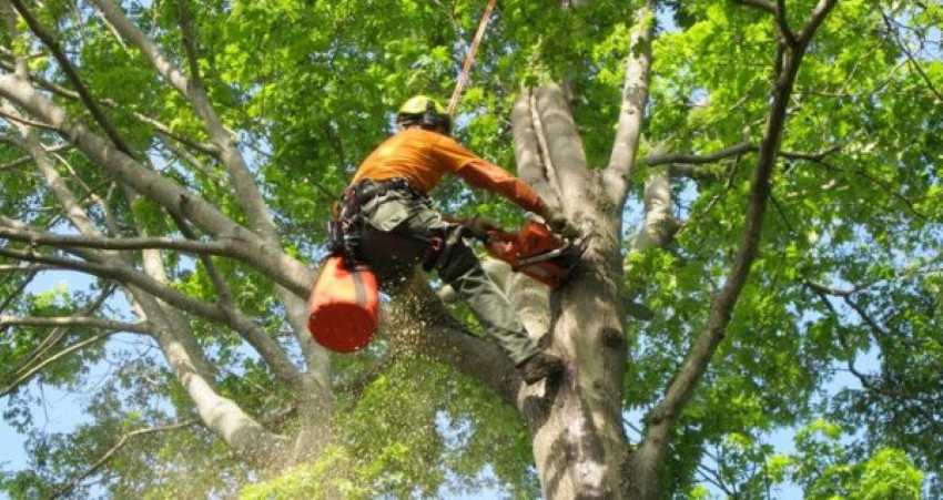 Huffman Arborist